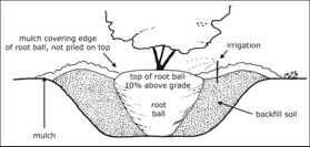 plant-ground-depth